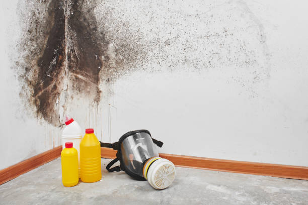 Best Toxic Mold Removal  in Wolf Lake, MI