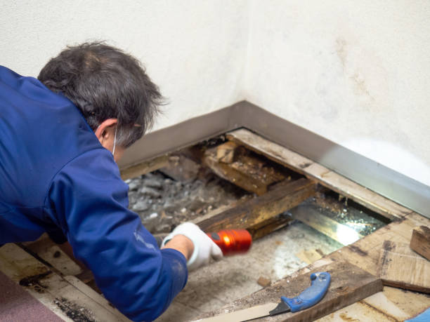 Best Commercial Mold Removal  in Wolf Lake, MI