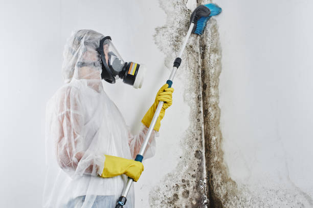 Best Mold Removal Company Near Me  in Wolf Lake, MI