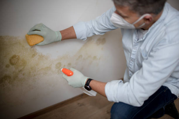  Wolf Lake, MI Mold Removal Pros