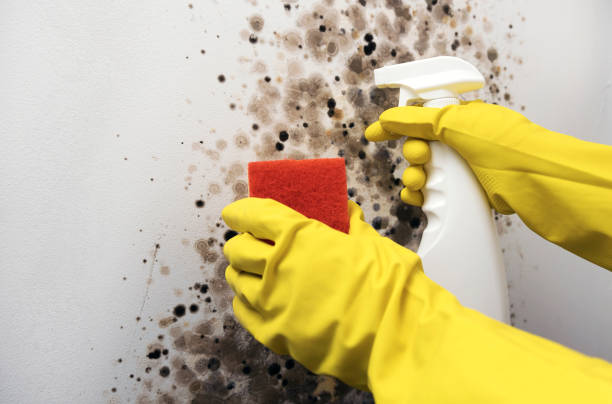 Best Best Mold Removal Companies  in Wolf Lake, MI