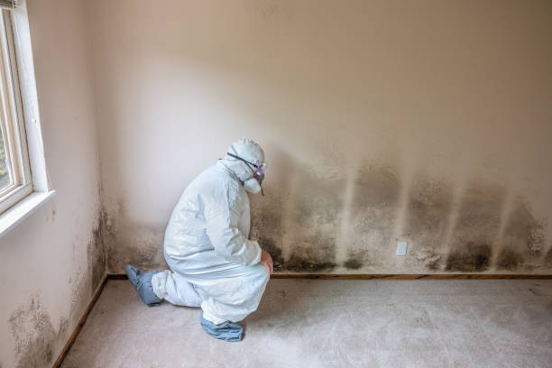 Best Mold Cleaning Services  in Wolf Lake, MI