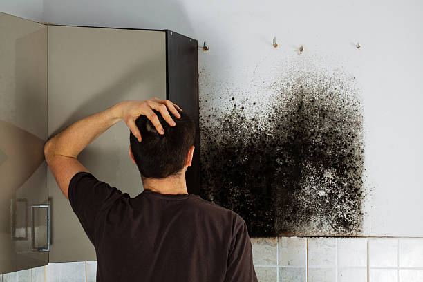 Home Mold Removal in Wolf Lake, MI