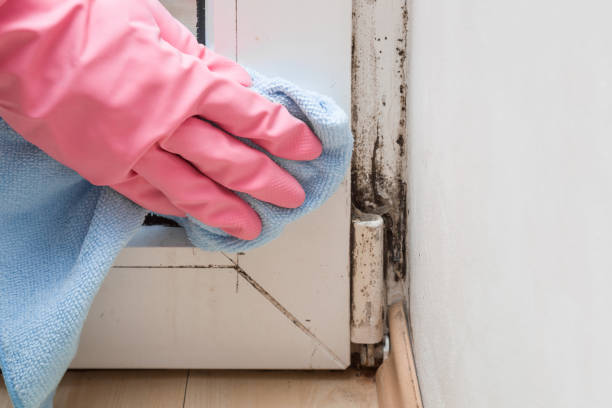 Best Black Mold Removal  in Wolf Lake, MI